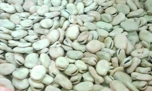 Fababean
