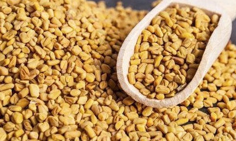 Fenugreek